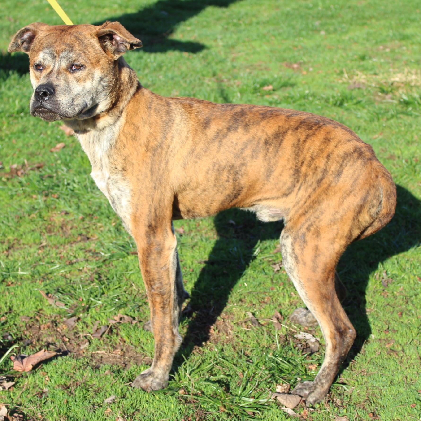 Farley, an adopted mixed breed in Eaton, OH image 6/6