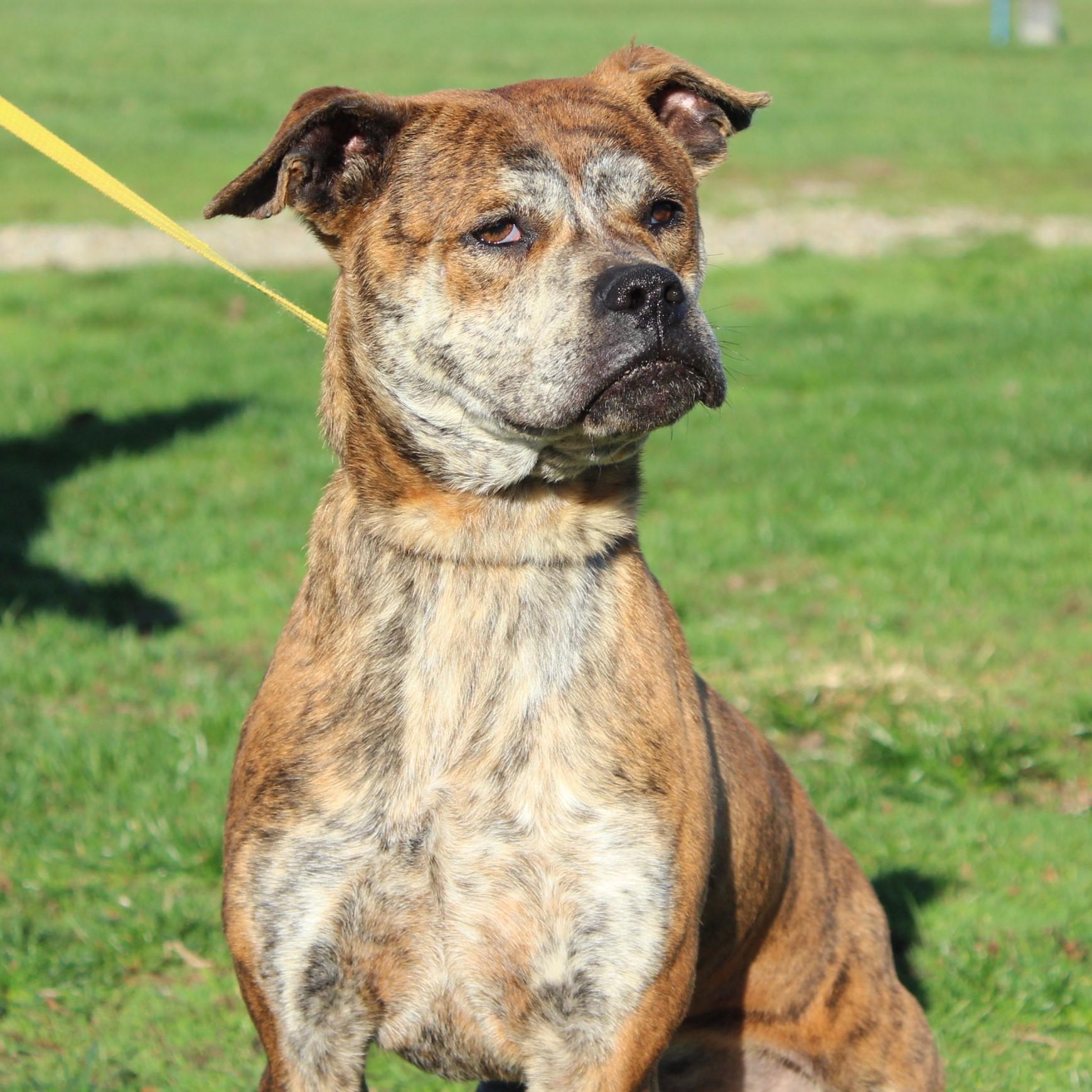 Farley, an adopted mixed breed in Eaton, OH image 5/6