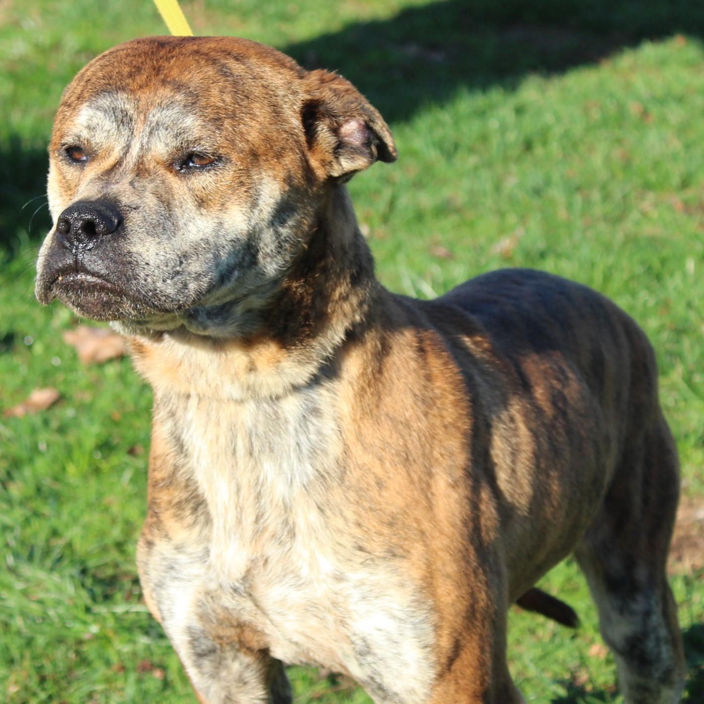 Farley, an adopted mixed breed in Eaton, OH image 3/6