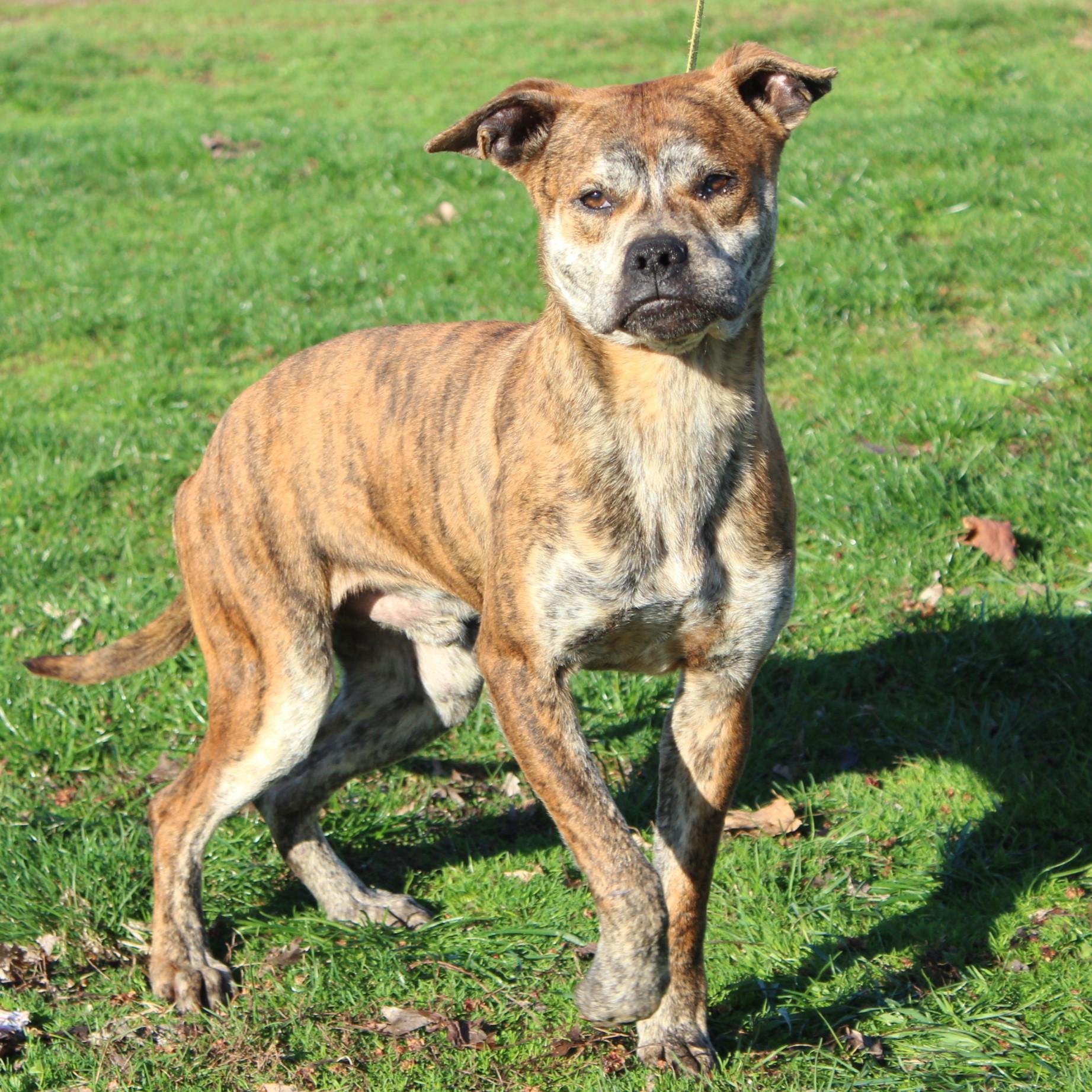 Farley, an adopted mixed breed in Eaton, OH image 4/6