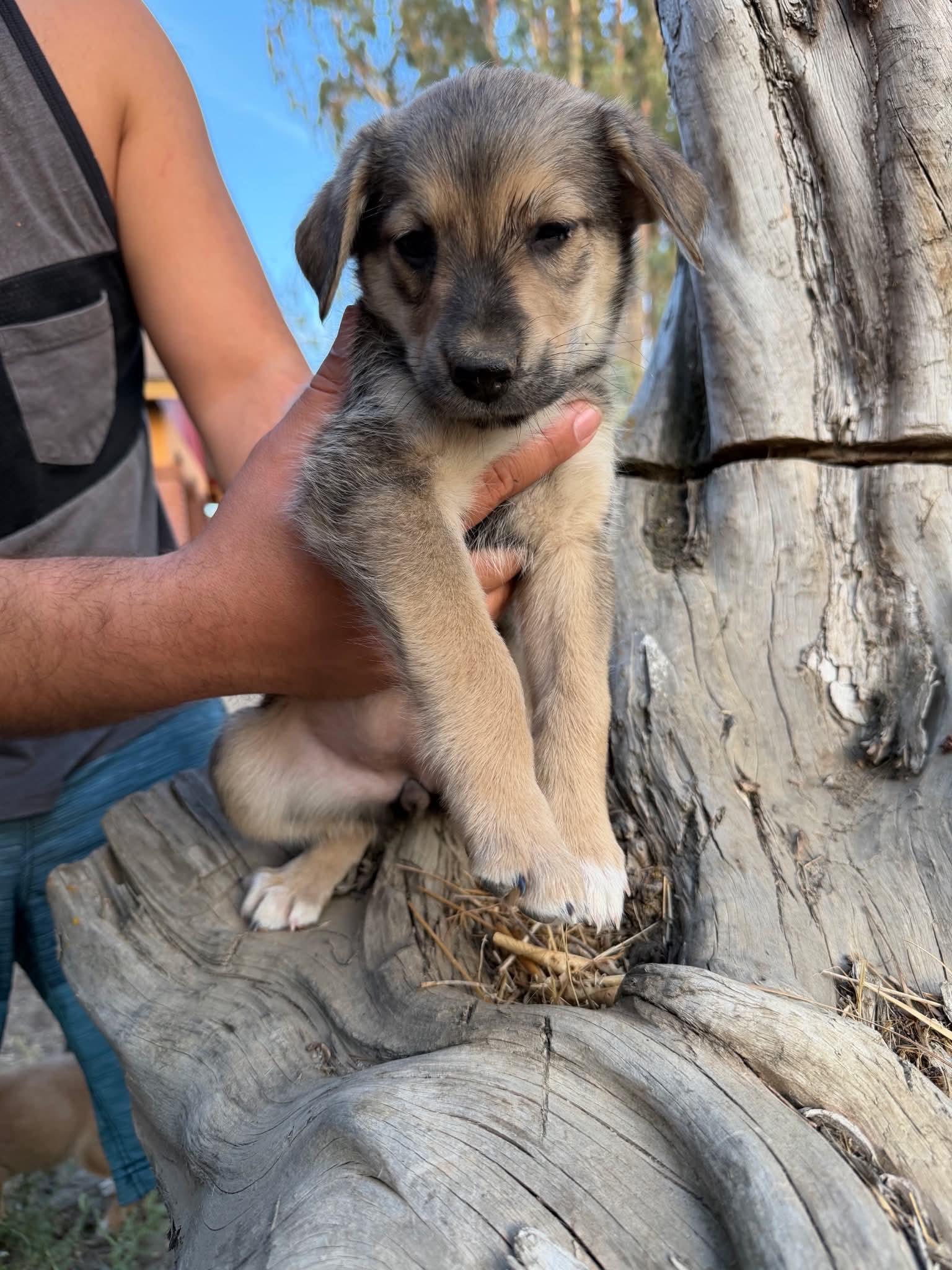 Enlarge Toodles, a Adoptable mixed breed in Beavercreek, OR image 6/6