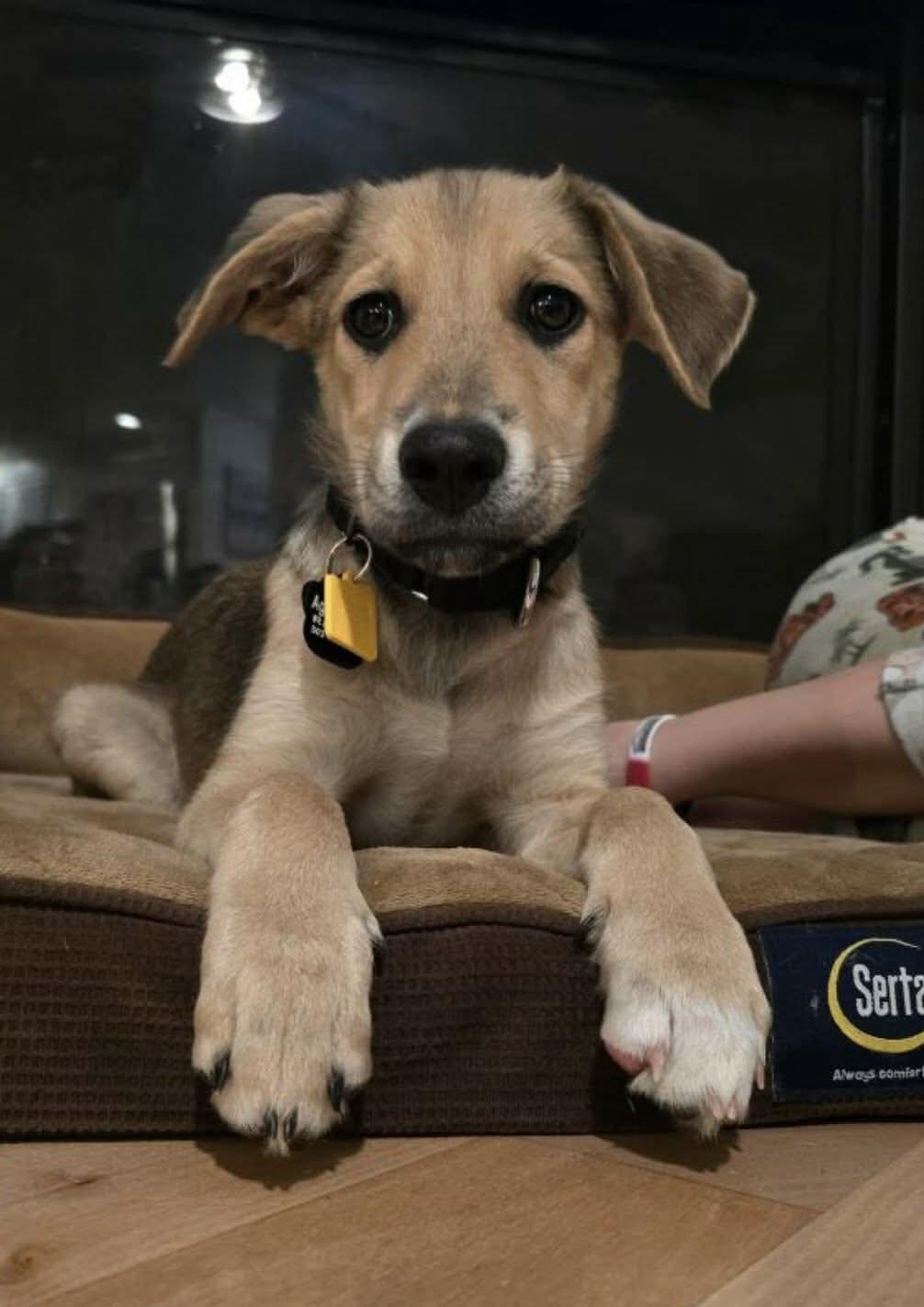 Enlarge Toodles, a Adoptable mixed breed in Beavercreek, OR image 4/6