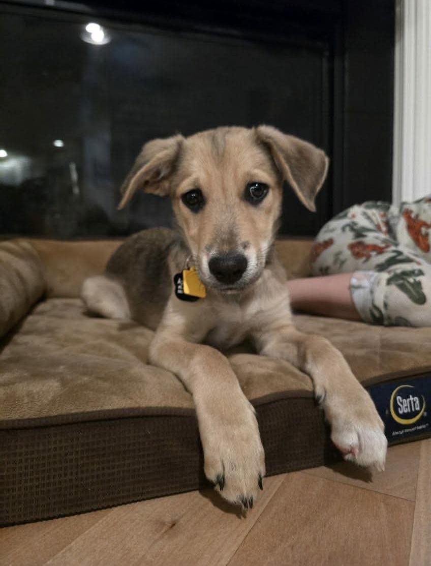 Enlarge Toodles, a Adoptable mixed breed in Beavercreek, OR image 2/6