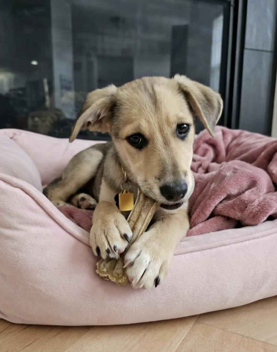 Toodles, Adoptable, Puppy Female German Shepherd Dog.
