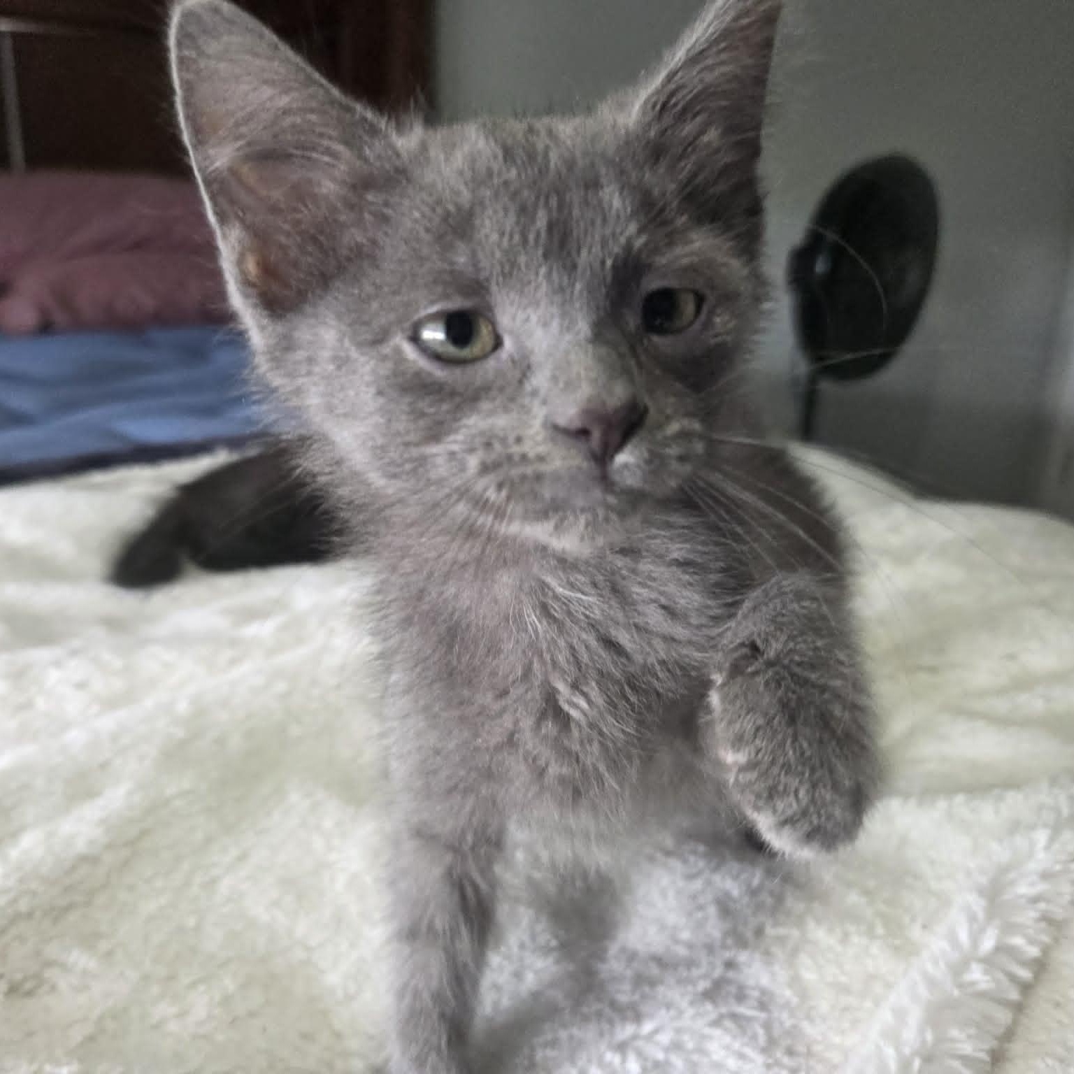 Enlarge QUADE, a ADOPTABLE Domestic Short Hair in Loveland, CO image 6/6