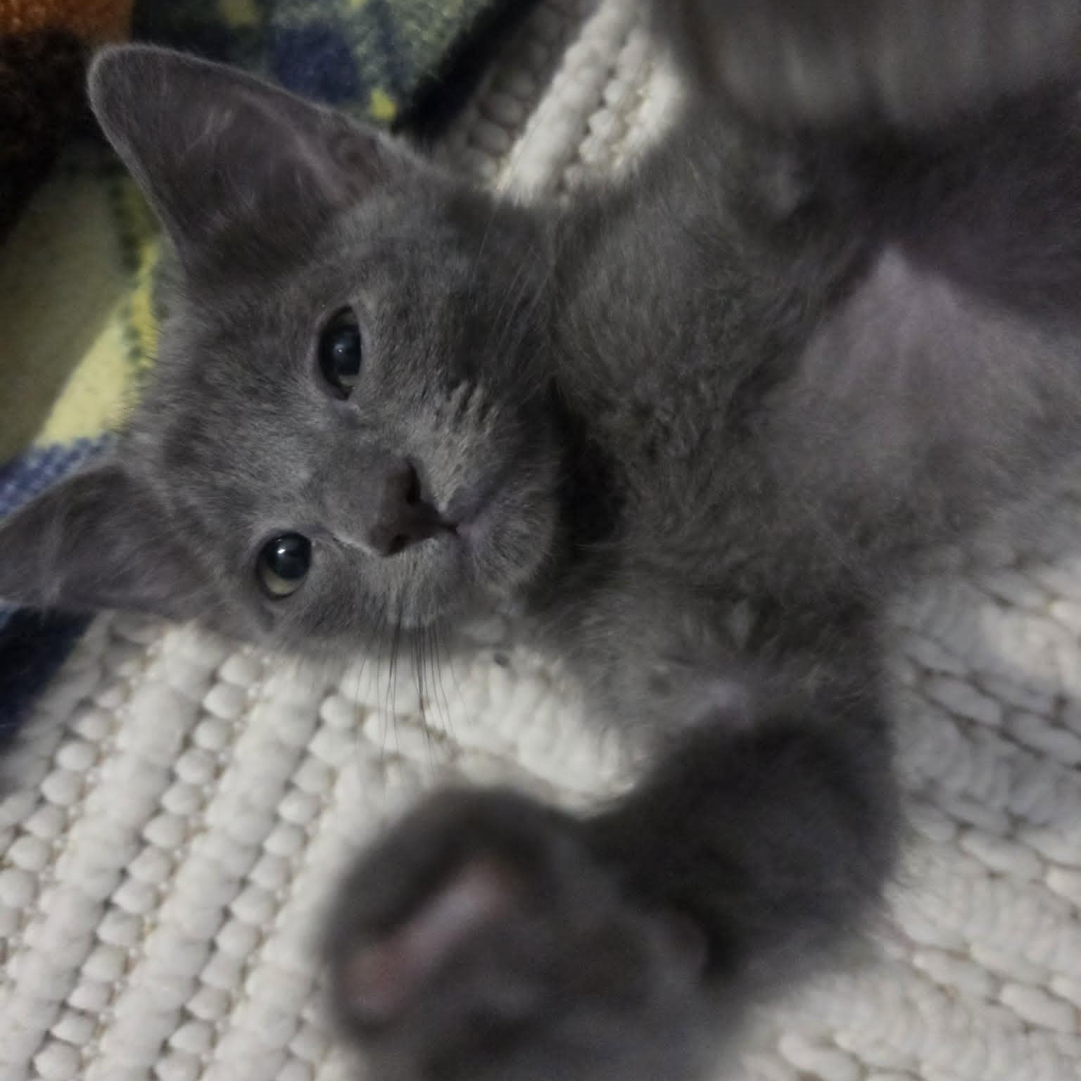 Enlarge QUADE, a ADOPTABLE Domestic Short Hair in Loveland, CO image 3/6
