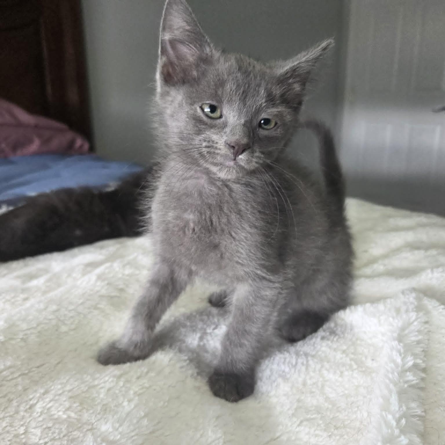 QUADE, ADOPTABLE, Kitten Male Domestic Short Hair.