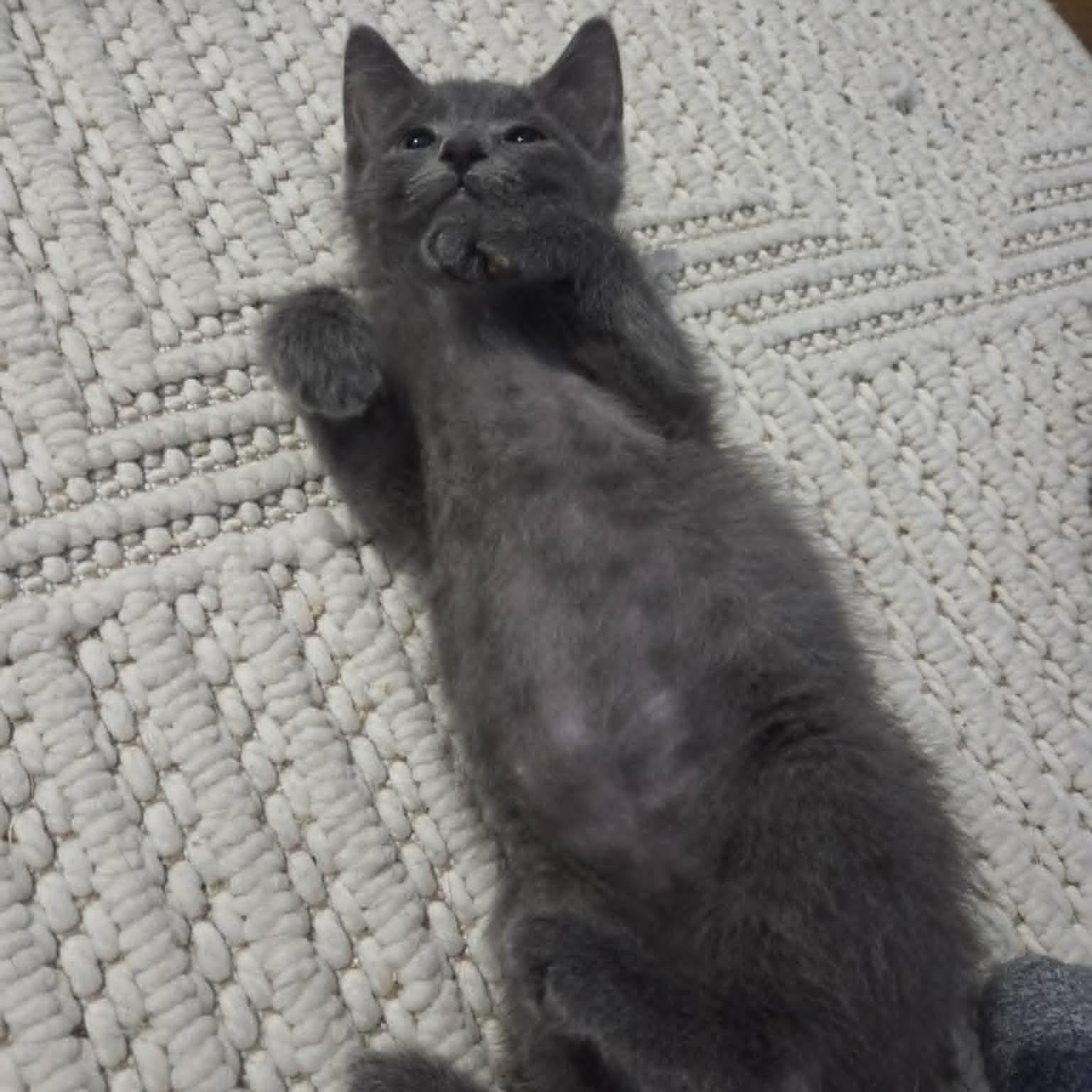 Enlarge QUADE, a ADOPTABLE Domestic Short Hair in Loveland, CO image 2/6