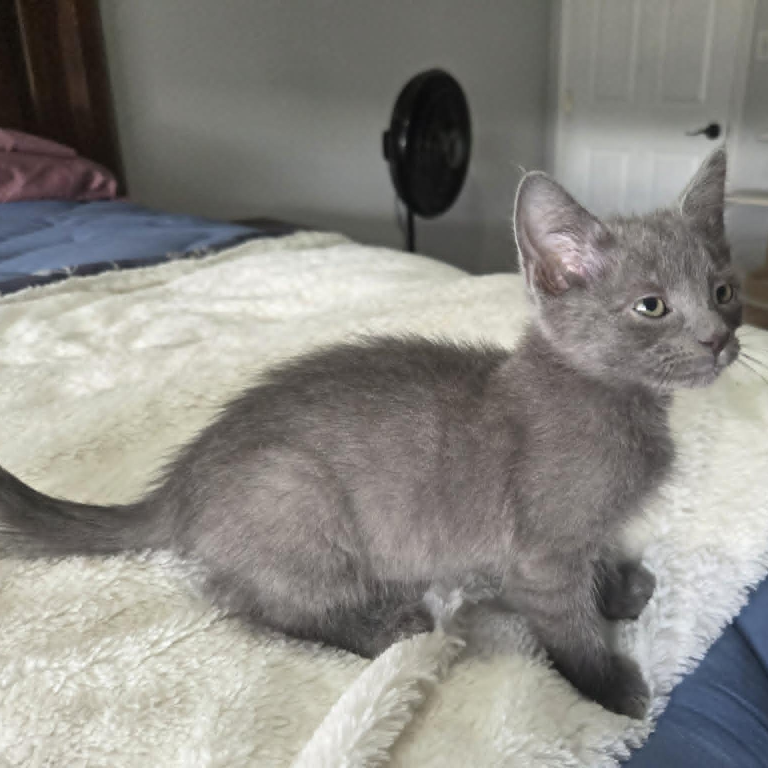 Enlarge QUADE, a ADOPTABLE Domestic Short Hair in Loveland, CO image 4/6