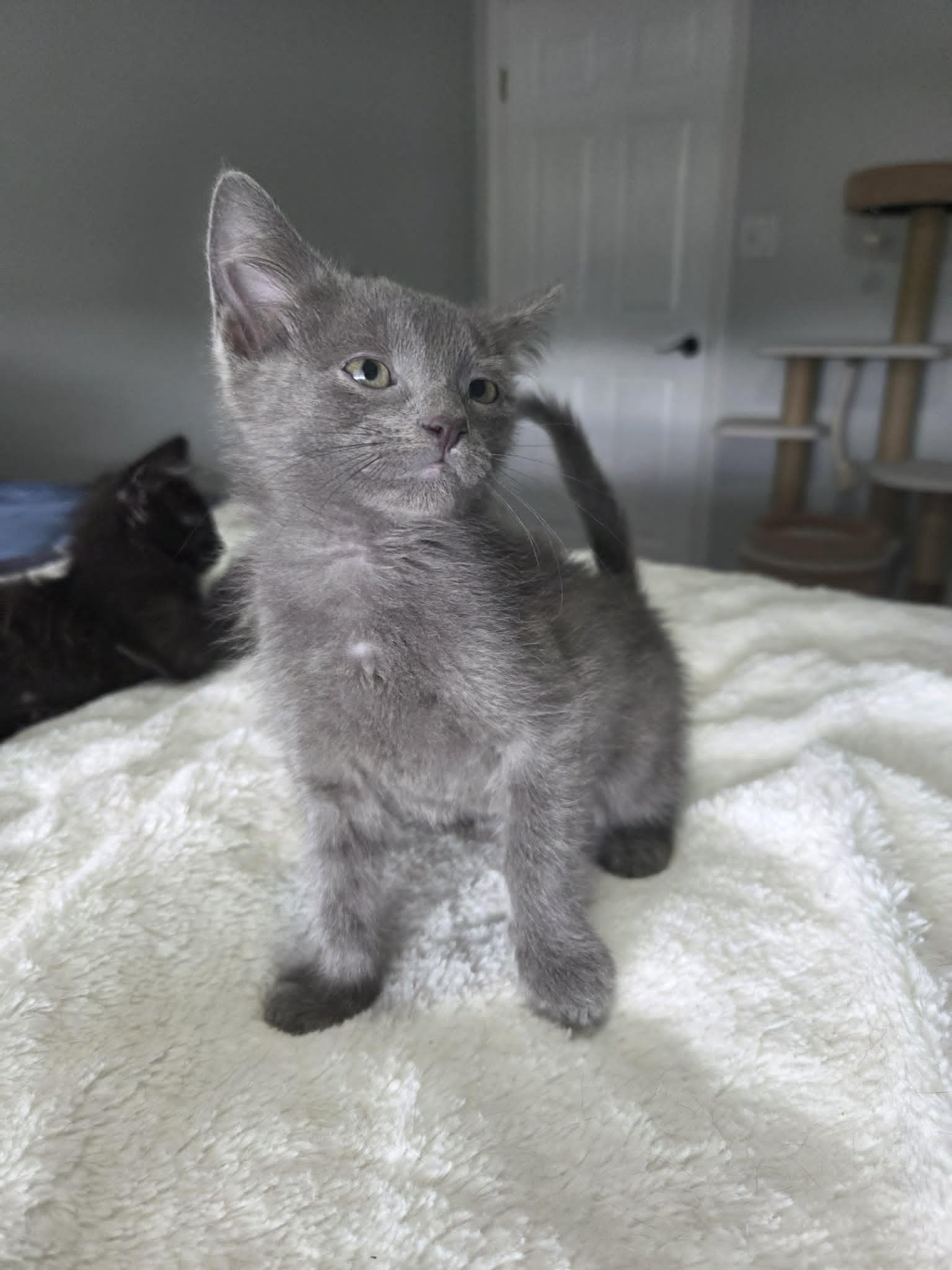 Enlarge QUADE, a ADOPTABLE Domestic Short Hair in Loveland, CO image 5/6