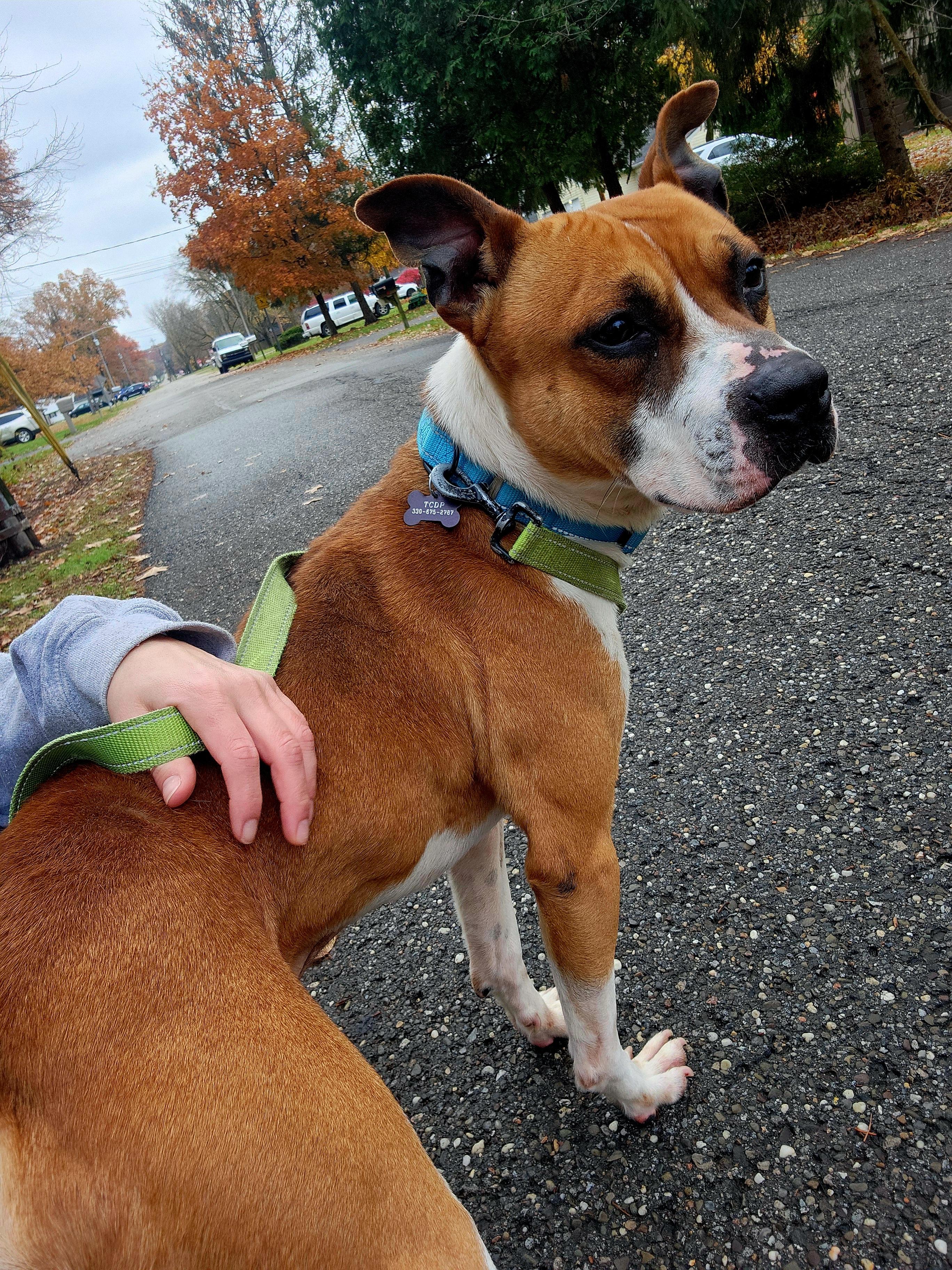 Squash, ADOPTABLE, Adult Male Boxer & Pit Bull Terrier.