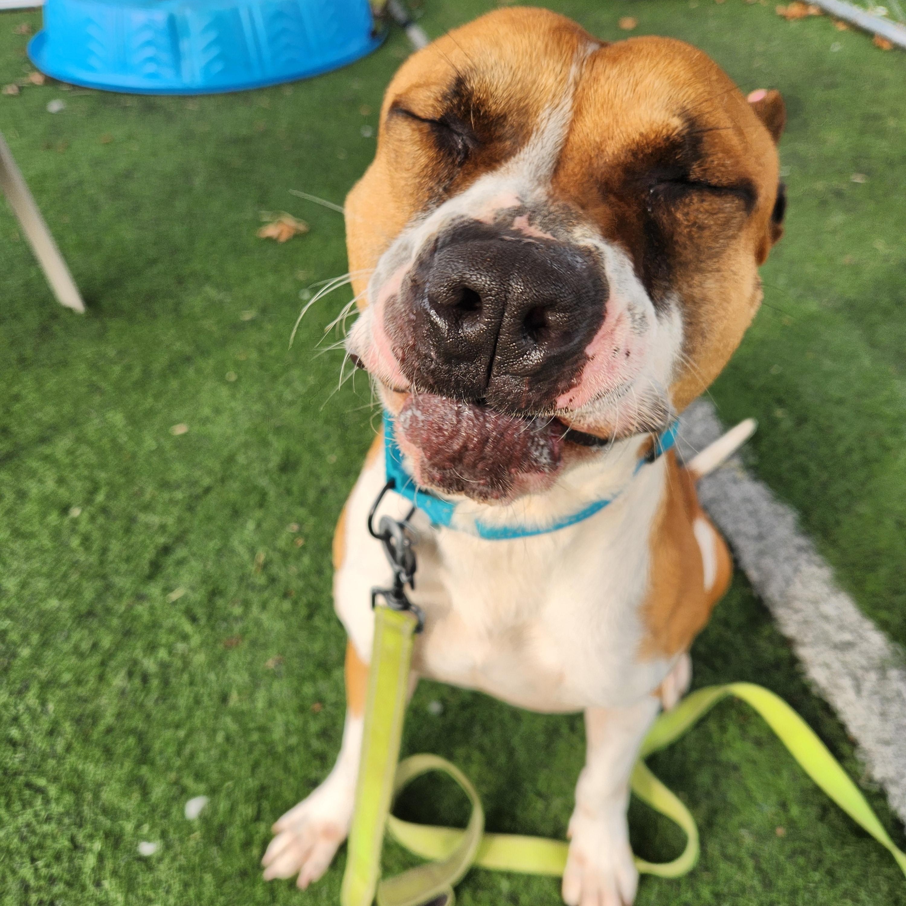 Enlarge Squash, a ADOPTABLE mixed breed in Warren, OH image 2/3