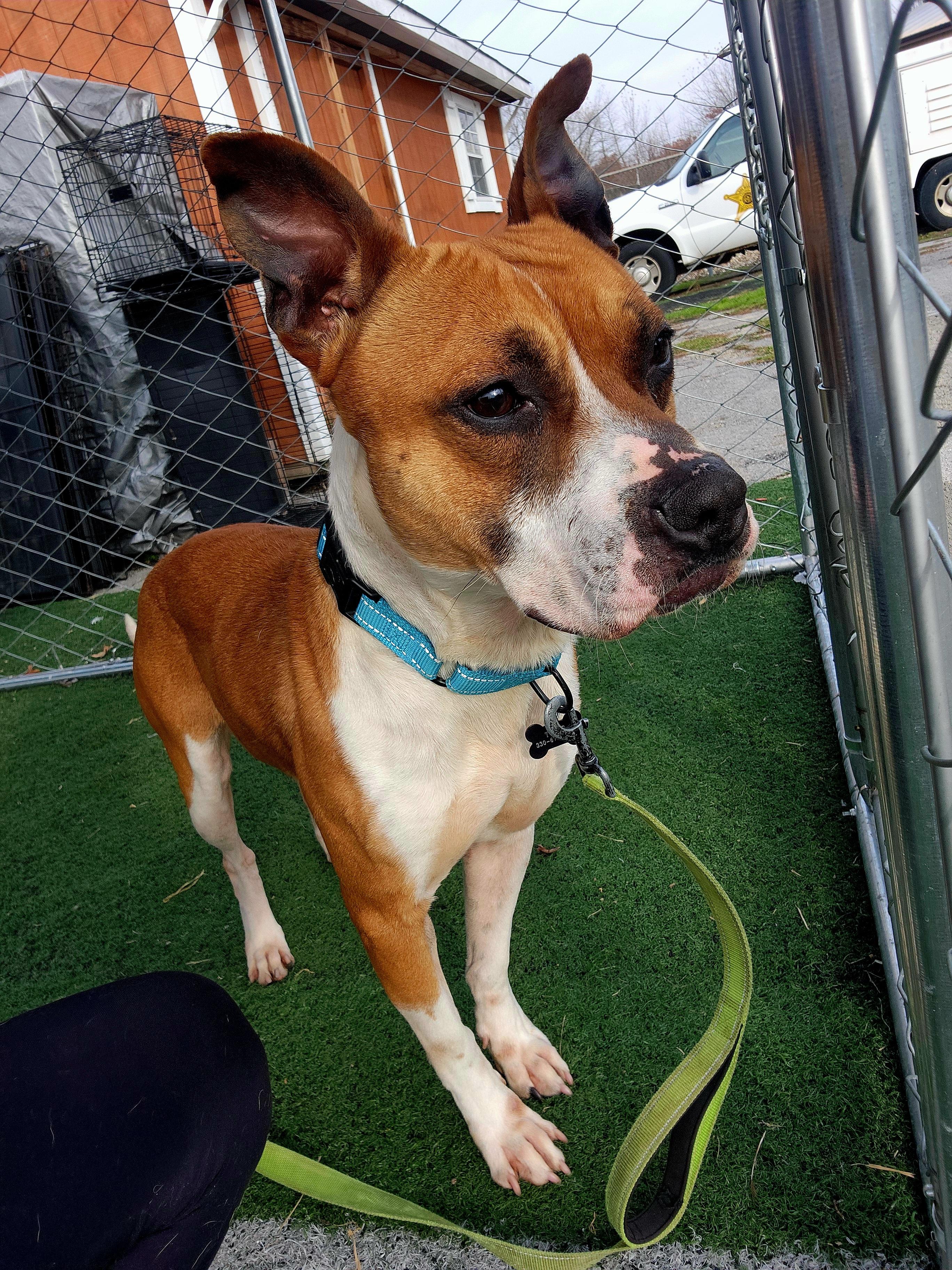 Enlarge Squash, a ADOPTABLE mixed breed in Warren, OH image 3/3