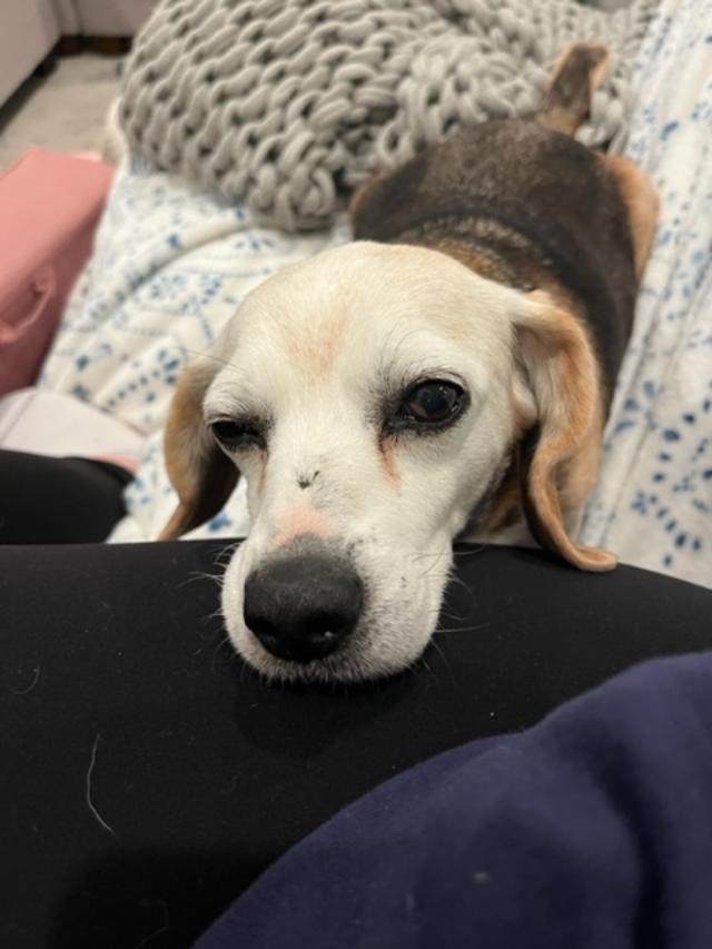 Enlarge Hope, a ADOPTABLE Beagle in Williamsburg, VA image 4/6