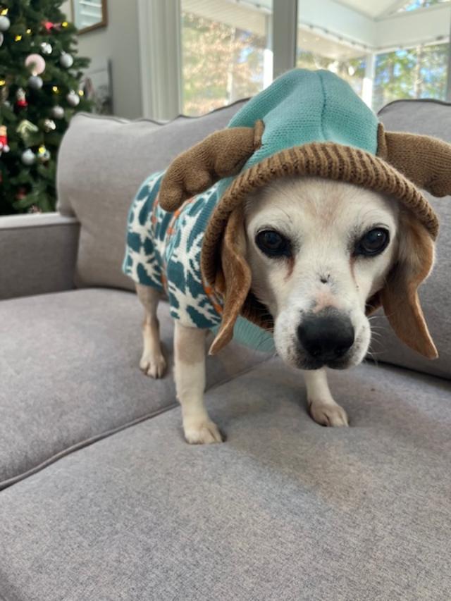 Enlarge Hope, a ADOPTABLE Beagle in Williamsburg, VA image 2/6