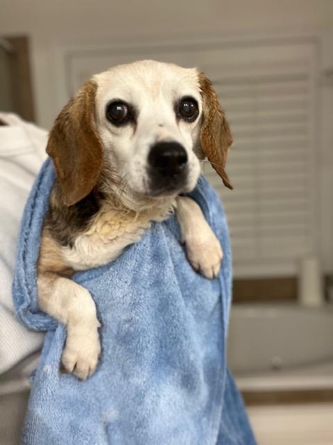Hope, ADOPTABLE, Senior Female Beagle.