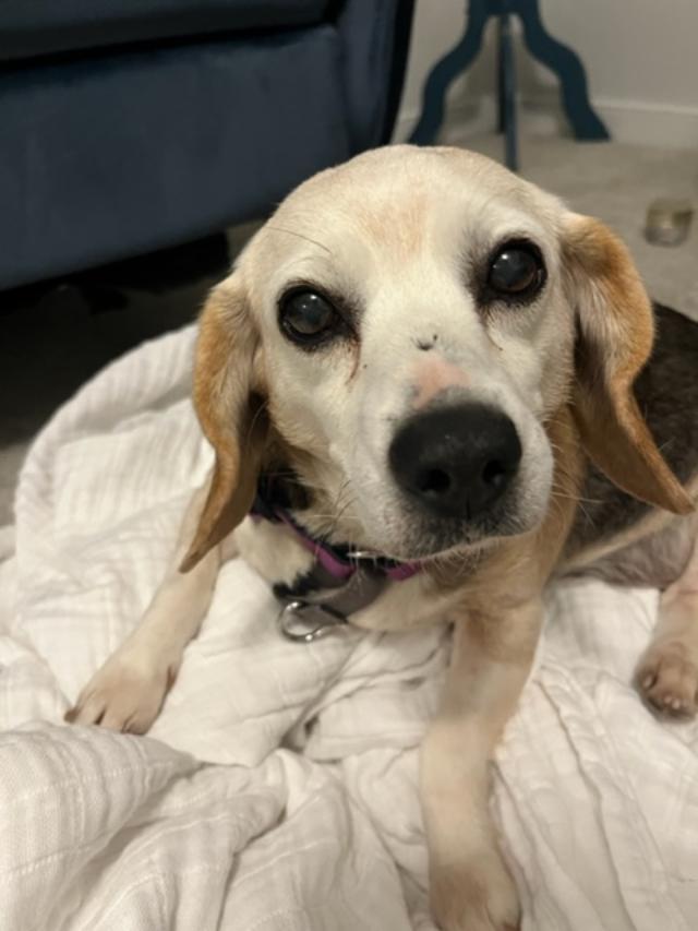 Enlarge Hope, a ADOPTABLE Beagle in Williamsburg, VA image 5/6