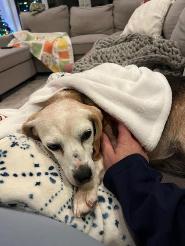 Enlarge Hope, a ADOPTABLE Beagle in Williamsburg, VA image 6/6