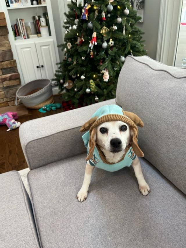 Enlarge Hope, a ADOPTABLE Beagle in Williamsburg, VA image 3/6