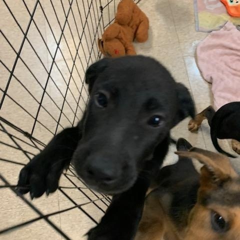 Enlarge 3 lab pups, a ADOPTABLE mixed breed in Fair Oaks Ranch, TX image 5/5