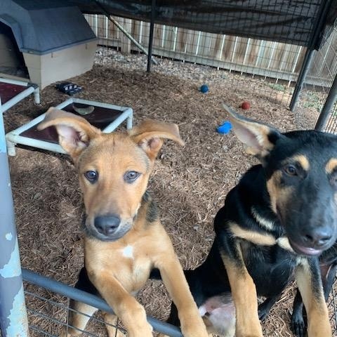 Bell, Batsy, Bubba, a ADOPTABLE mixed breed in Fair Oaks Ranch, TX image 4/6