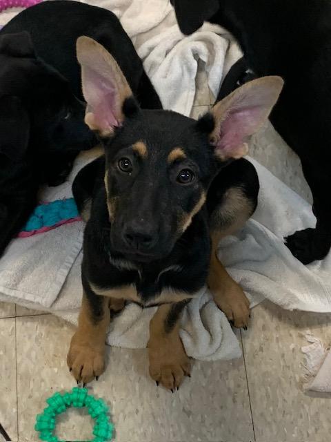 Bell, Batsy, Bubba, ADOPTABLE, Puppy Female Black Labrador Retriever & Shepherd.