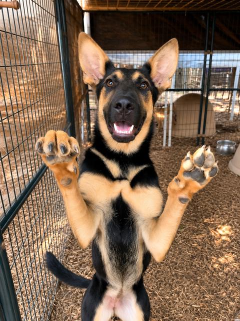 Enlarge Batsy, Bubba, Bell, a ADOPTABLE mixed breed in Fair Oaks Ranch, TX image 6/6