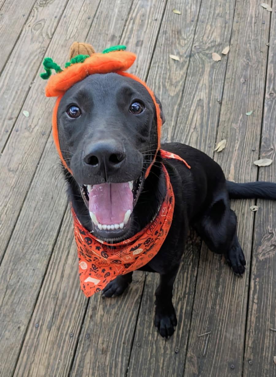 Enlarge Batsy, Bubba, Bell, a Adoptable mixed breed in Fair Oaks Ranch, TX image 5/6