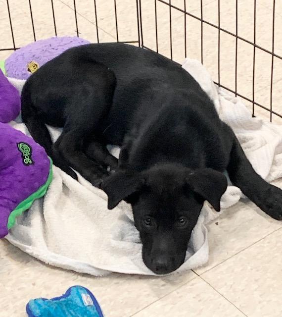 Enlarge 3 lab pups, a ADOPTABLE mixed breed in Fair Oaks Ranch, TX image 4/5