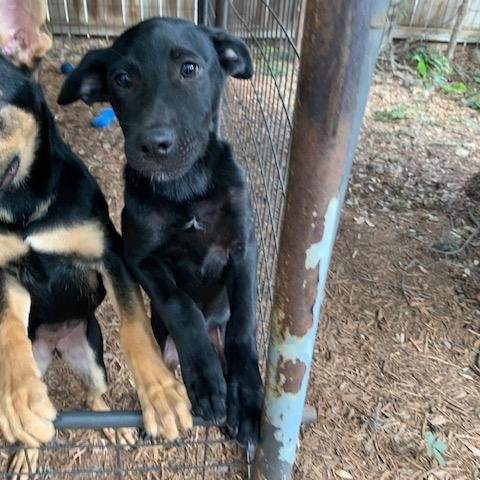 Bell, Batsy, Bubba, a ADOPTABLE mixed breed in Fair Oaks Ranch, TX image 6/6