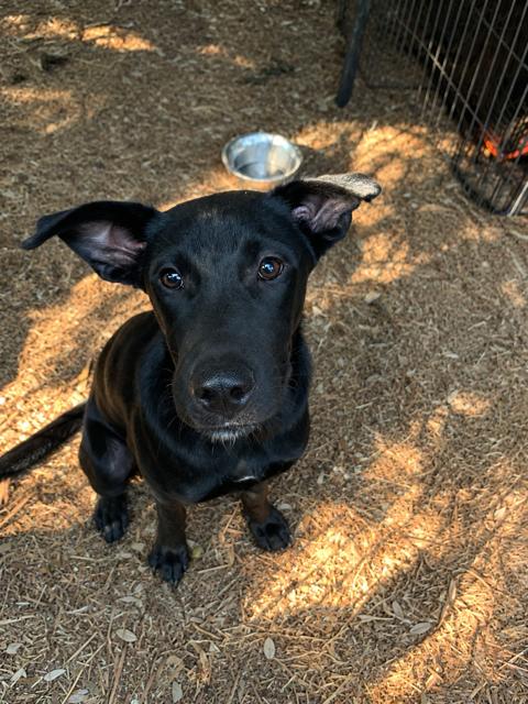 Enlarge Batsy, Bubba, Bell, a ADOPTABLE mixed breed in Fair Oaks Ranch, TX image 4/6
