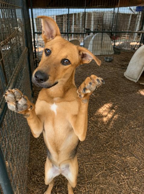 Enlarge Batsy, Bubba, Bell, a ADOPTABLE mixed breed in Fair Oaks Ranch, TX image 5/6