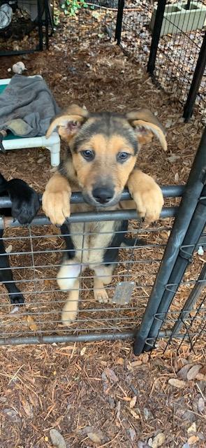 Enlarge 3 lab pups, a ADOPTABLE mixed breed in Fair Oaks Ranch, TX image 3/5