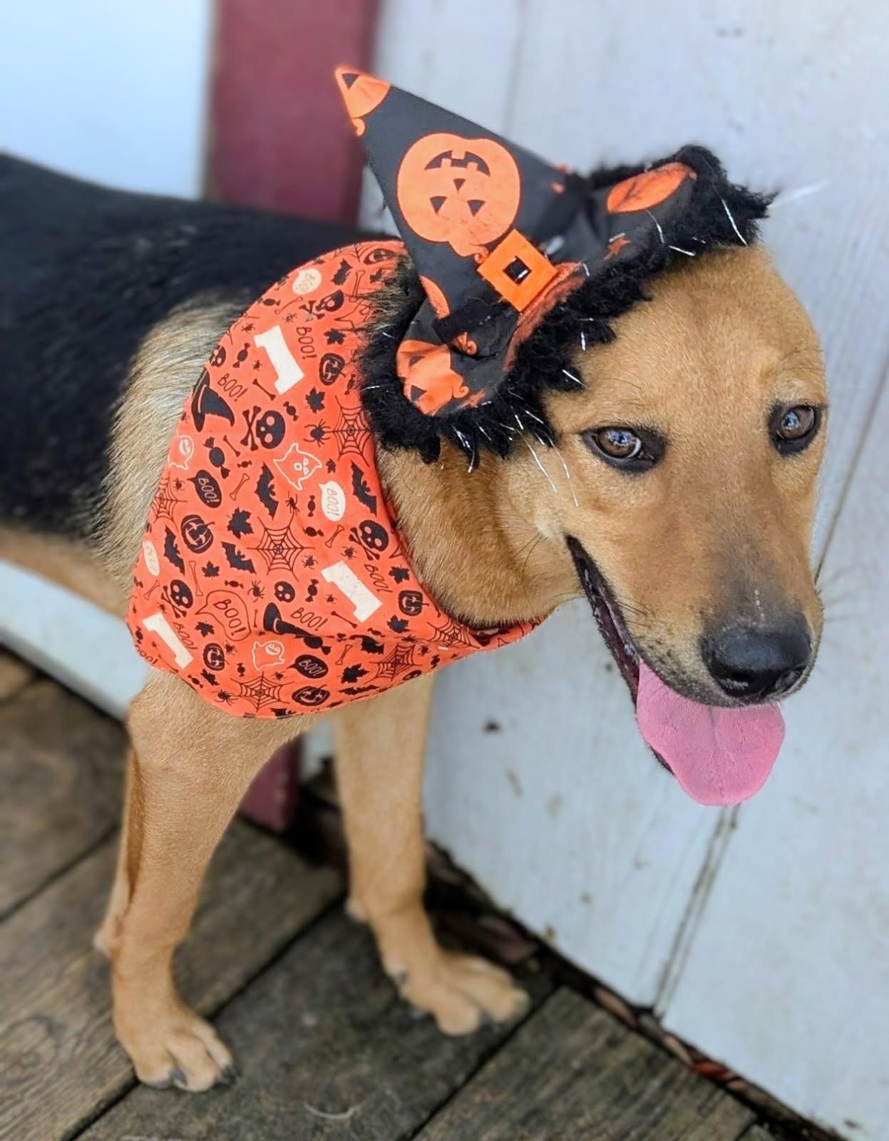 Enlarge Batsy, Bubba, Bell, a Adoptable mixed breed in Fair Oaks Ranch, TX image 6/6