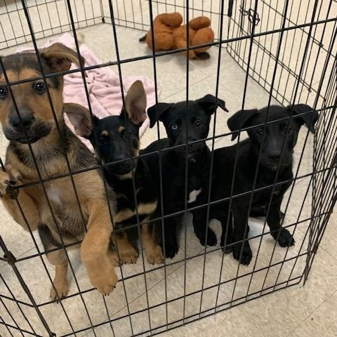 Enlarge 3 lab pups, a ADOPTABLE mixed breed in Fair Oaks Ranch, TX image 1/5