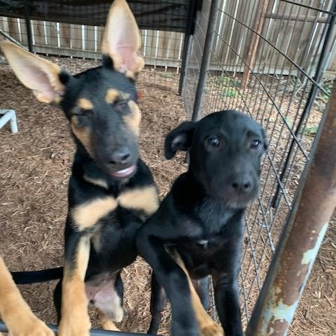 Bell, Batsy, Bubba, a ADOPTABLE mixed breed in Fair Oaks Ranch, TX image 5/6