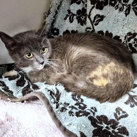 Enlarge Bambi, a ADOPTABLE Dilute Tortoiseshell in Salt Lake City, UT image 3/3