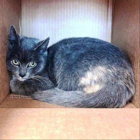 Enlarge Bambi, a ADOPTABLE Dilute Tortoiseshell in Salt Lake City, UT image 2/3