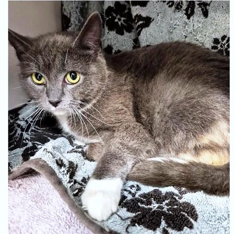 Bambi, ADOPTABLE, Young Female Dilute Tortoiseshell.