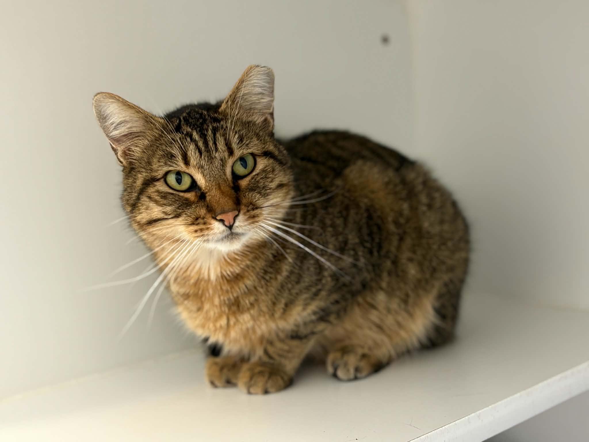 Butters, ADOPTABLE, Adult Male Domestic Short Hair.