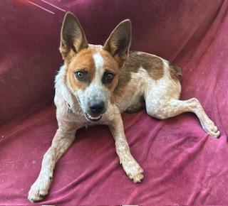 Minion, a ADOPTABLE Australian Cattle Dog / Blue Heeler in Poway, CA image 2/6