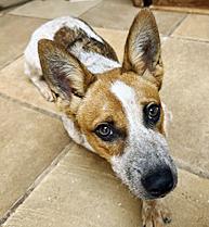 Minion, a ADOPTABLE Australian Cattle Dog / Blue Heeler in Poway, CA image 4/6