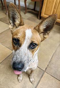 Minion, a ADOPTABLE Australian Cattle Dog / Blue Heeler in Poway, CA image 5/6