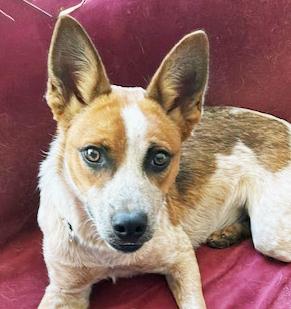 Minion, ADOPTABLE, Young Male Australian Cattle Dog / Blue Heeler.