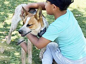Minion, a ADOPTABLE Australian Cattle Dog / Blue Heeler in Poway, CA image 3/6
