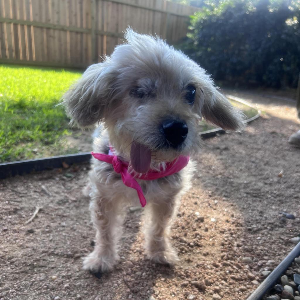 Adrienne, Adoptable, Senior Female Yorkshire Terrier.