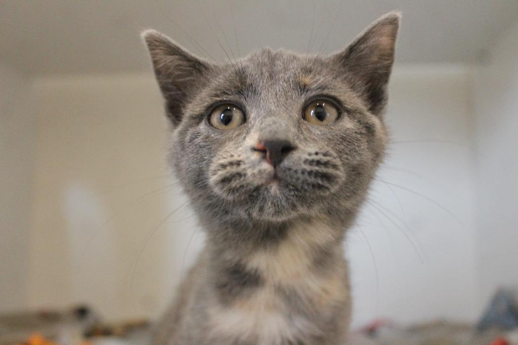 Enlarge Drat, an adopted Domestic Short Hair in Chestertown, MD image 1/3