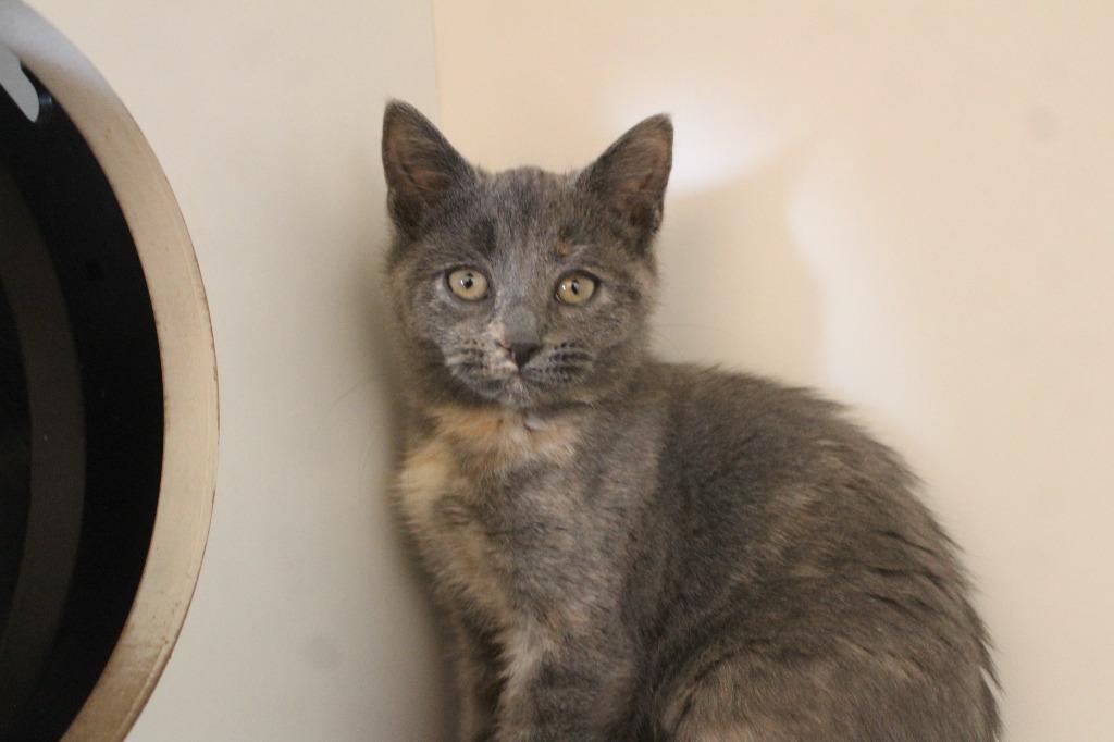 Enlarge Drat, an adopted Domestic Short Hair in Chestertown, MD image 2/3