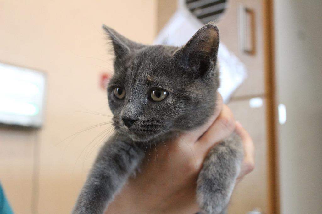 Enlarge Drat, an adopted Domestic Short Hair in Chestertown, MD image 3/3