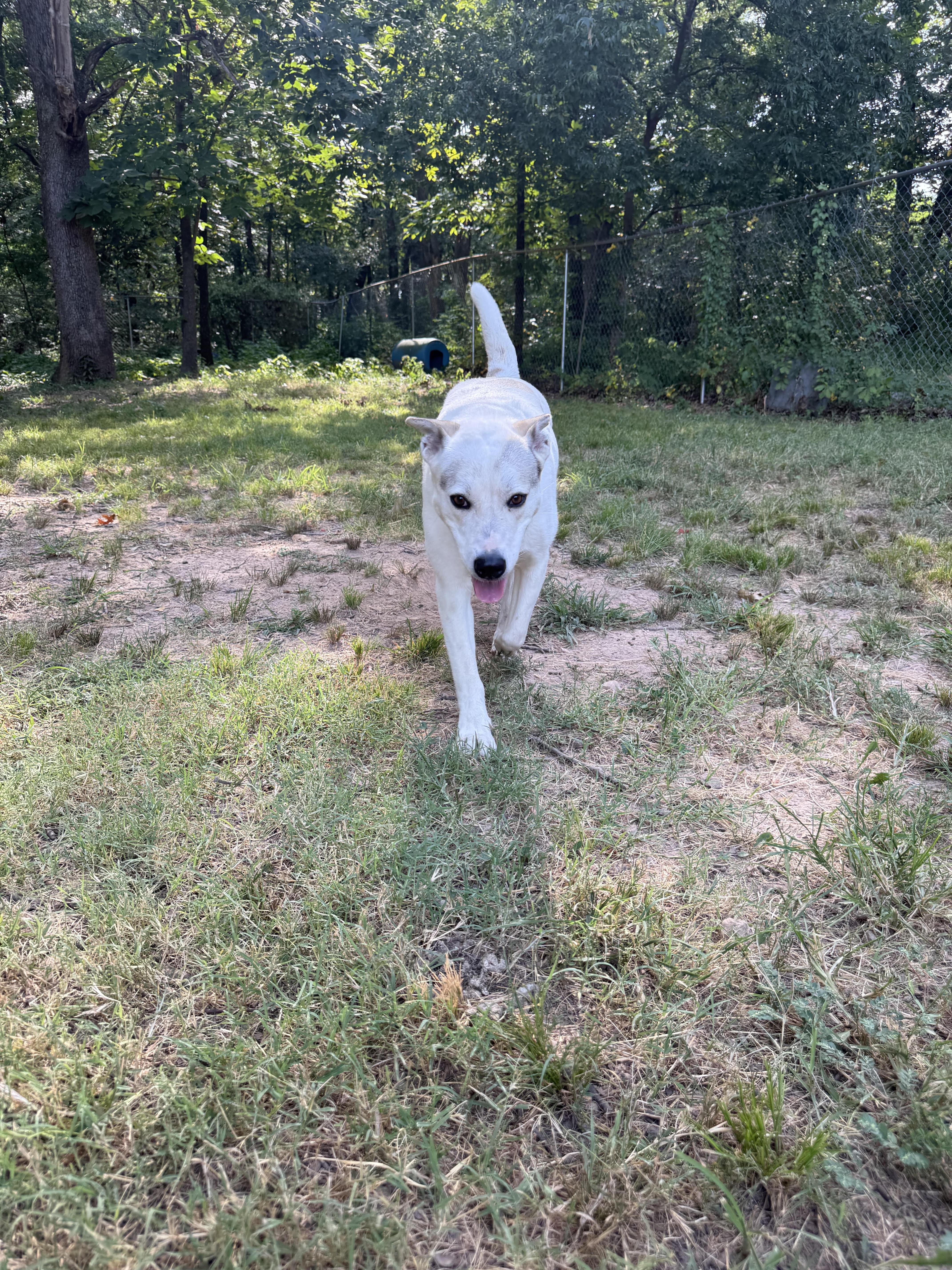 Coconut, a Adoptable mixed breed in Tahlequah, OK image 1/5